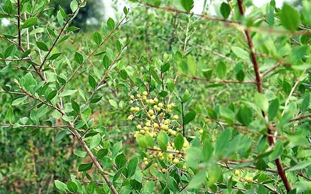 ヘナ　植物